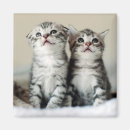 Search for kitten magnets Baby animals