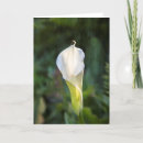 Search for composition cards Flowers