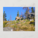 Search for mule deer postcards Nature