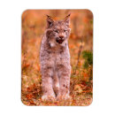 Search for bobcat magnets Wildlife