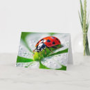 Search for 4 leaf clover cards Ladybug