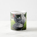 Search for rooster photography Hen