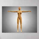 Search for female anatomy posters Arm