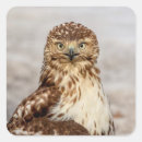 Search for red tailed hawk stickers Raptor