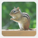 Search for chipmunks stickers Nature