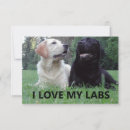 Search for labrador thank you cards Pet