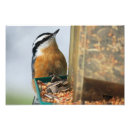 Search for red breasted nuthatch Nature