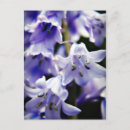 Search for bluebell flowers postcards Floral