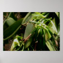 Search for vanilla posters Orchid