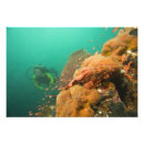 Search for scuba diver posters Marine