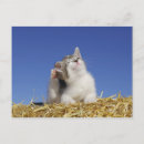 Search for straw postcards Outdoors