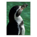 Search for humboldt cards Bird
