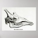 Search for zoological posters Animal