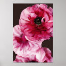 Search for ranunculus posters Red