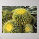 Search for barrel cactus posters Arizona