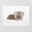 Search for weasels postcards Nature