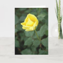 Search for rose bloom cards Photography