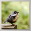 Search for robins posters Photography