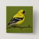 Search for jones square badges Bird