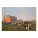 Search for holstein dairy cow posters Barn