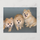 Search for pom pom postcards Animals
