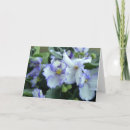 Search for african violets cards Photography