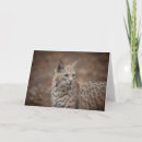 Search for bobcats cards Nature