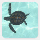 Search for flipper labels Swimming