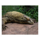 Search for komodo dragon posters Monitor
