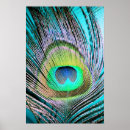 Search for peacock feather posters Feathers