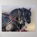 Search for draught horses posters Percheron