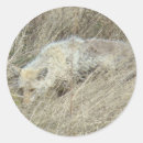 Search for predators stickers Nature photography