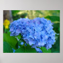 Search for blue hydrangea art Purple
