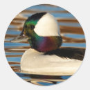 Search for duck male stickers Waterfowl