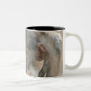 Search for baboons mugs Nature