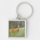 Search for odocoileus accessories Nature