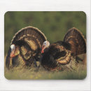 Search for wild turkey electronics Wildlife
