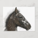 Search for foal postcards Animal