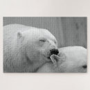 Search for kissing polar bears White