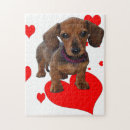 Search for dashound Dachsie