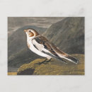 Search for snow birds postcards John james audubon