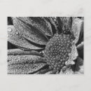 Search for black and white flowers postcards Plant