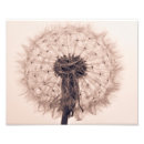 Search for blowing dandelion posters Blowball