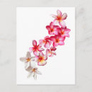 Search for leis postcards Plumeria