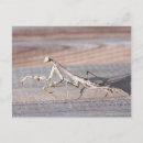 Search for prayed photography Insect
