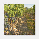 Search for sauvignon Bordeaux