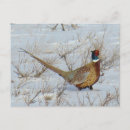 Search for pheasants postcards Hunting