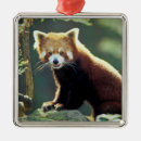 Search for fur tree Baby