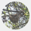 Search for nesting birds stickers For kids