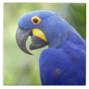 Search for the swamp tiles Wildlife